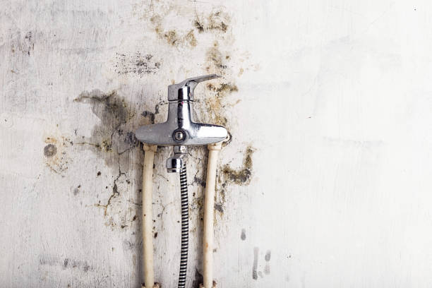Best Commercial Mold Removal  in Port Lavaca, TX