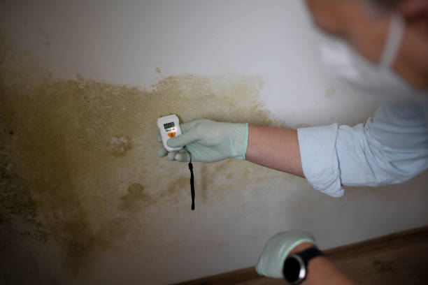 Best Local Mold Removal Service  in Port Lavaca, TX