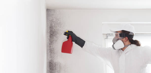 Best Mold Damage Repair  in Port Lavaca, TX