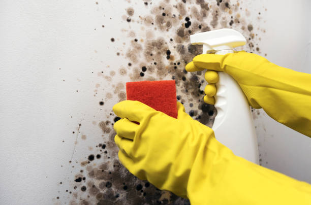 Best Residential Mold Removal  in Port Lavaca, TX